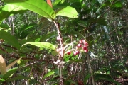 <strong>Ixora asme - Ramon, Laurence - 33</strong><br />© Gâteblé Gildas